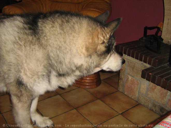 Photo de Malamute de l'alaska