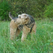 Photo d'Airedale terrier