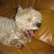 Photo de West highland white terrier