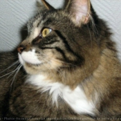 Photo de Maine coon