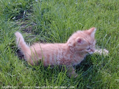 Photo de Chat domestique