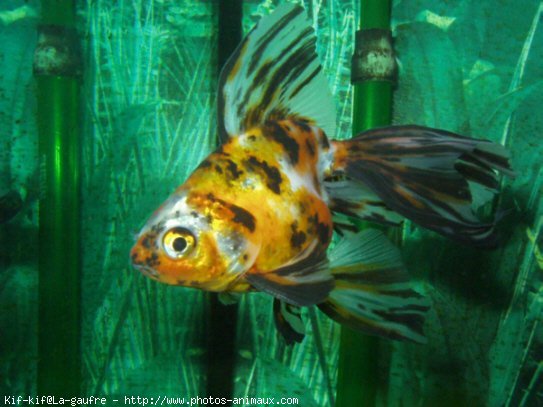 Photo de Poissons rouges