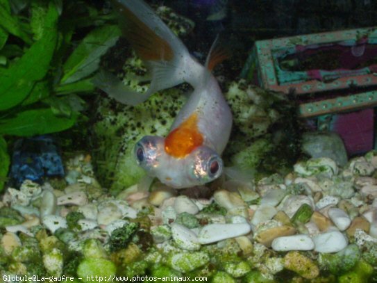 Photo de Poissons rouges