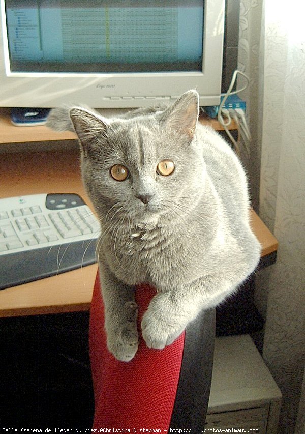 Photo de British shorthair