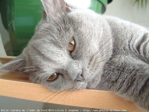 Photo de British shorthair