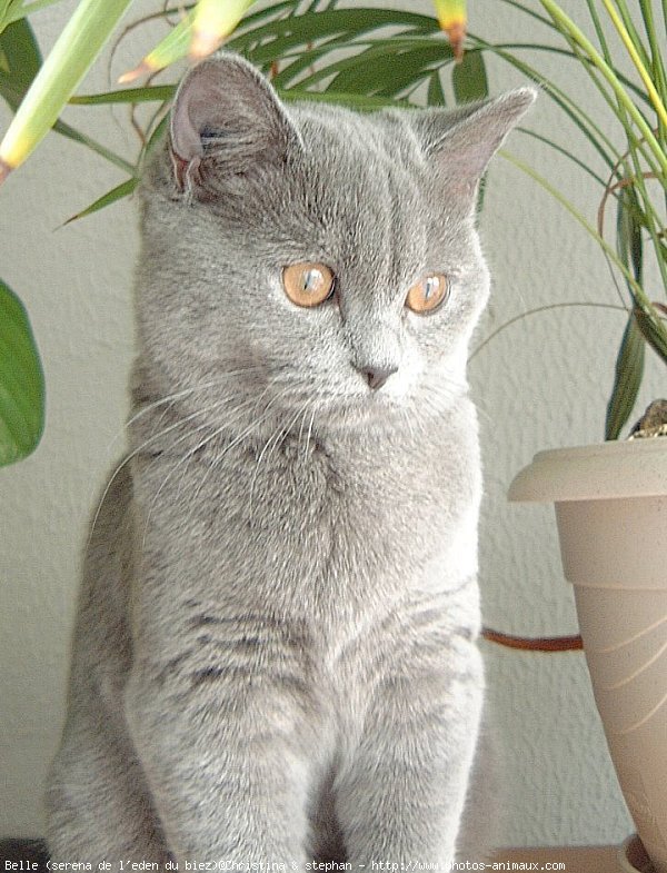 Photo de British shorthair