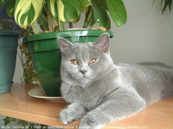 Photo de British shorthair