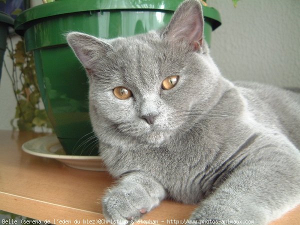 Photo de British shorthair