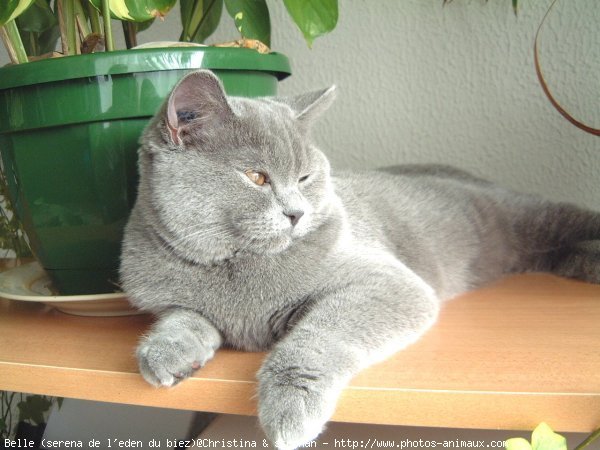 Photo de British shorthair