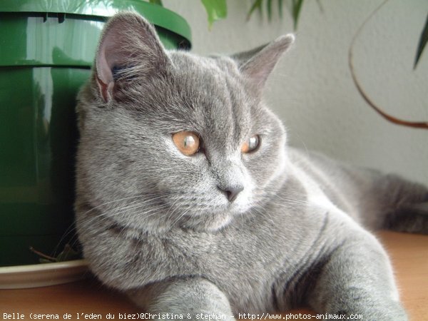 Photo de British shorthair