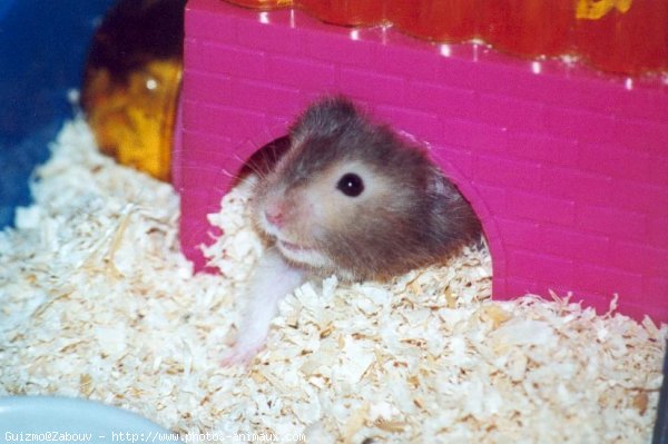 Photo de Hamster