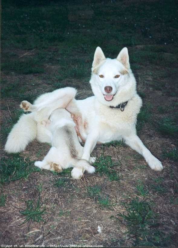 Photo de Husky siberien