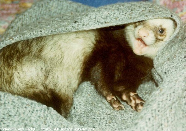 Photo de Furet