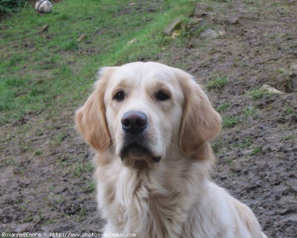 Photo de Golden retriever