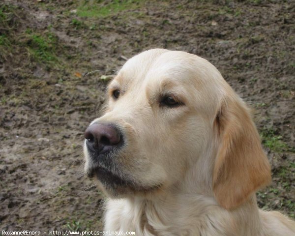 Photo de Golden retriever