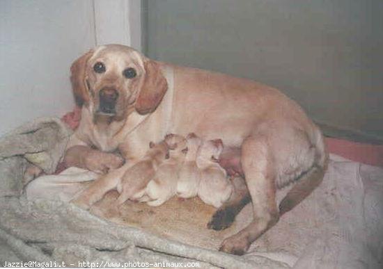 Photo de Labrador retriever