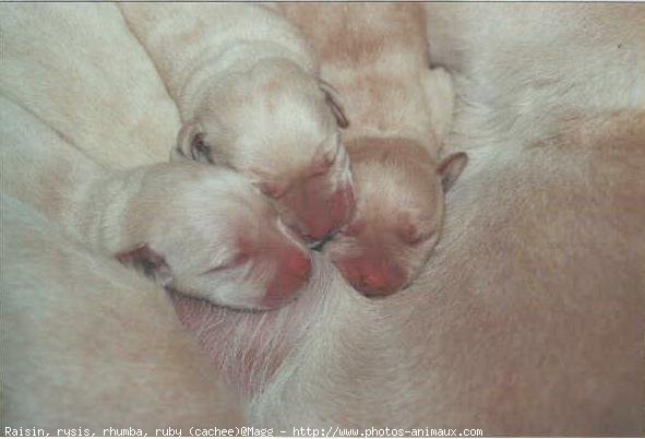 Photo de Labrador retriever