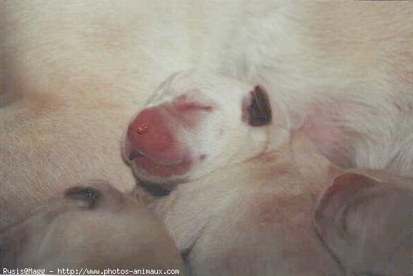 Photo de Labrador retriever