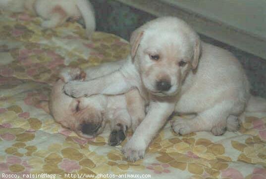 Photo de Labrador retriever