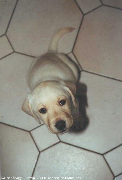 Photo de Labrador retriever