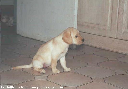 Photo de Labrador retriever