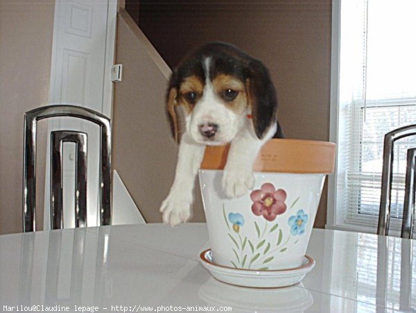 Photo de Beagle