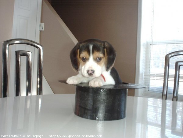 Photo de Beagle