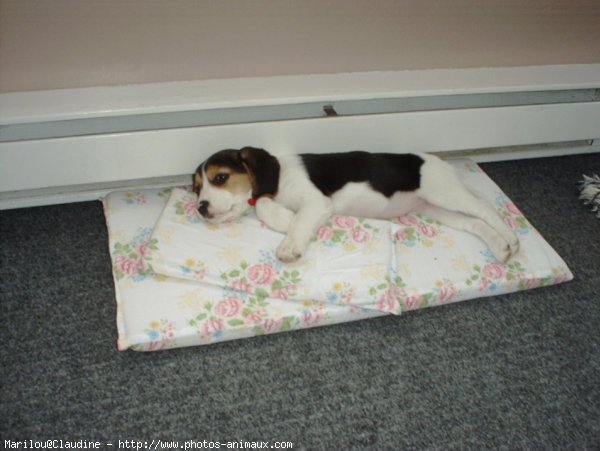 Photo de Beagle