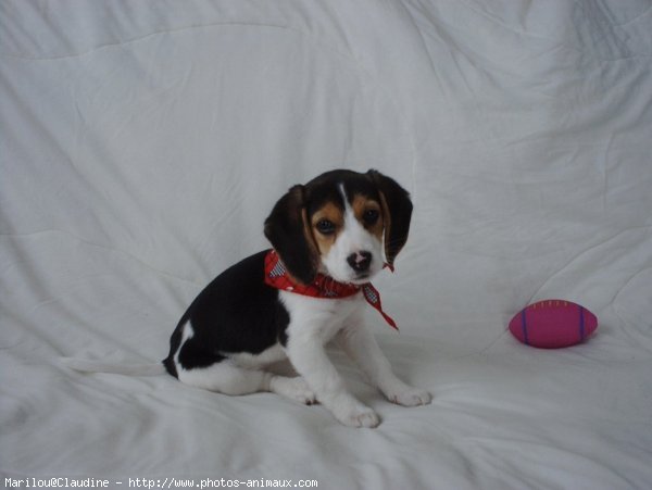 Photo de Beagle