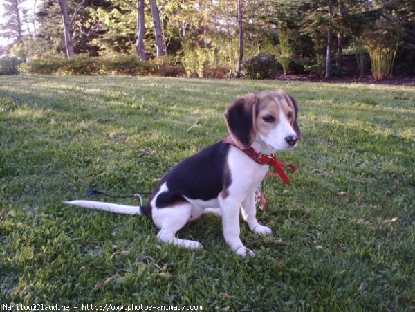 Photo de Beagle