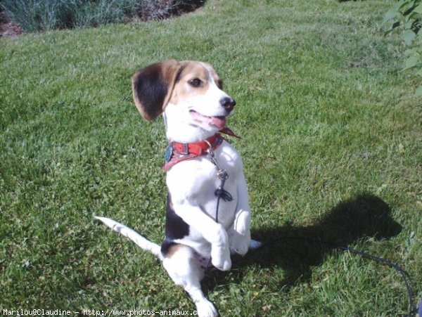 Photo de Beagle