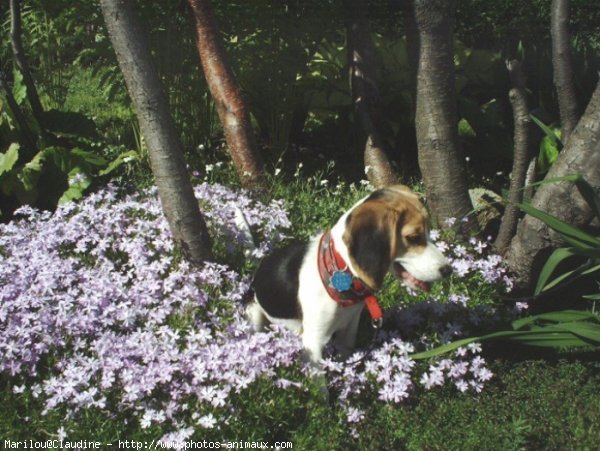 Photo de Beagle