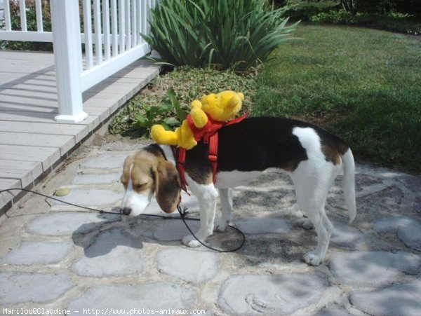 Photo de Beagle