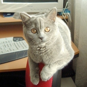 Photo de British shorthair