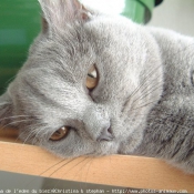 Photo de British shorthair