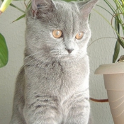 Photo de British shorthair