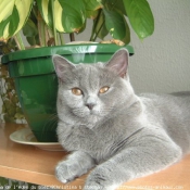 Photo de British shorthair