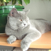 Photo de British shorthair