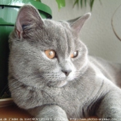 Photo de British shorthair