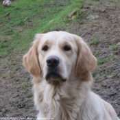 Photo de Golden retriever