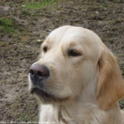 Photo de Golden retriever