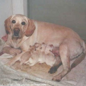 Photo de Labrador retriever