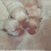 Photo de Labrador retriever