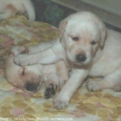 Photo de Labrador retriever