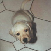 Photo de Labrador retriever