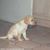 Photo de Labrador retriever