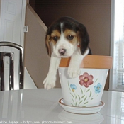 Photo de Beagle