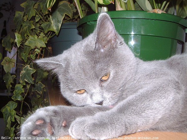 Photo de British shorthair