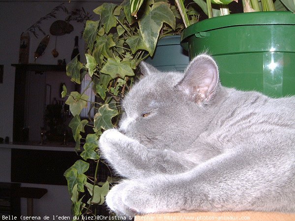 Photo de British shorthair