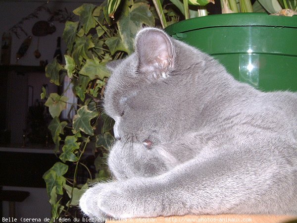 Photo de British shorthair